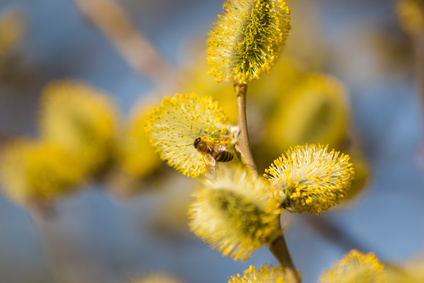 Branch of Pussy Willow