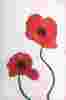 Remembrance 