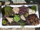 Alpine garden 1