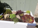alpine garden 2 
